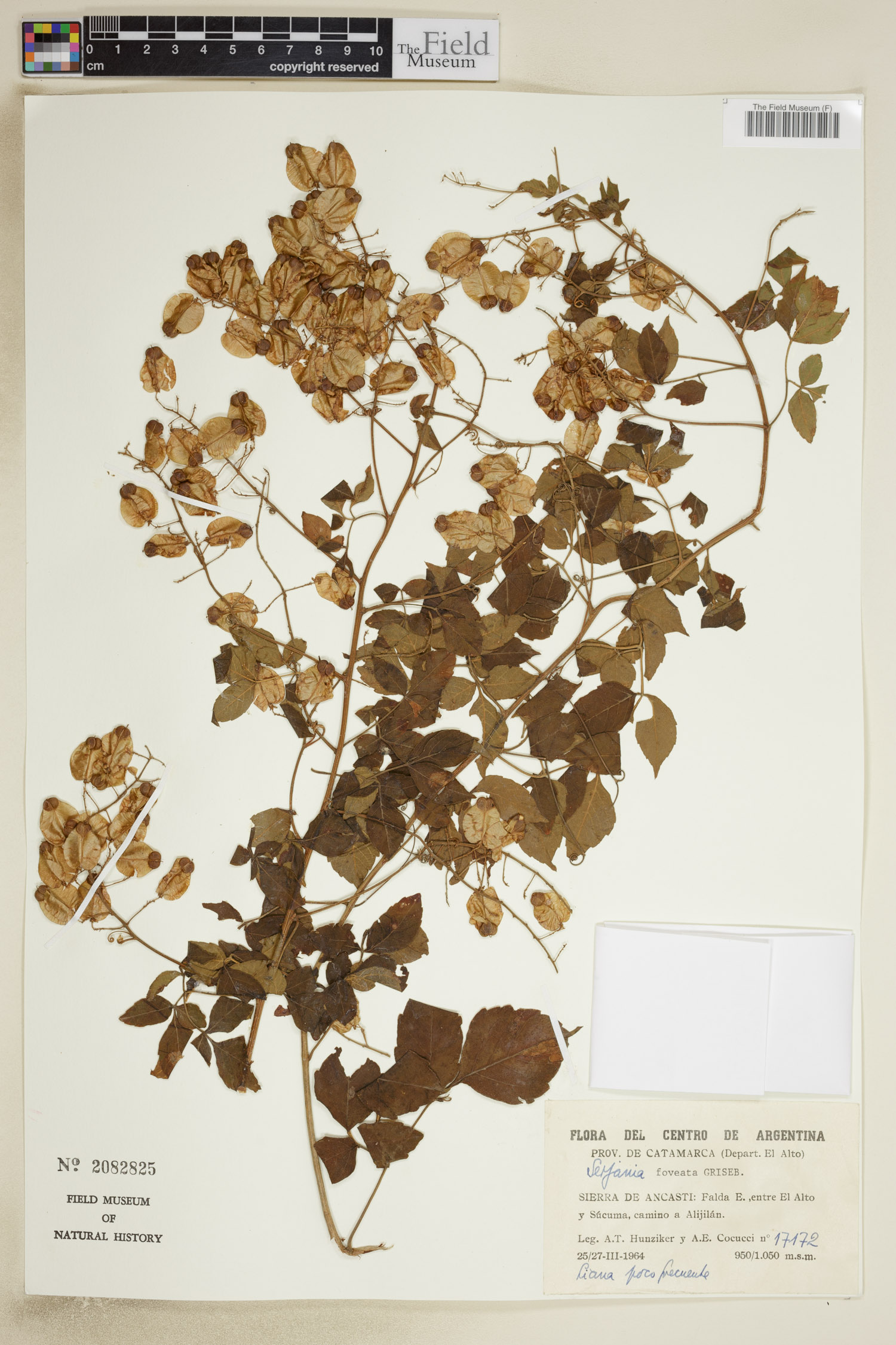 Serjania foveata image
