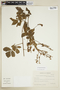 Serjania fuscifolia image