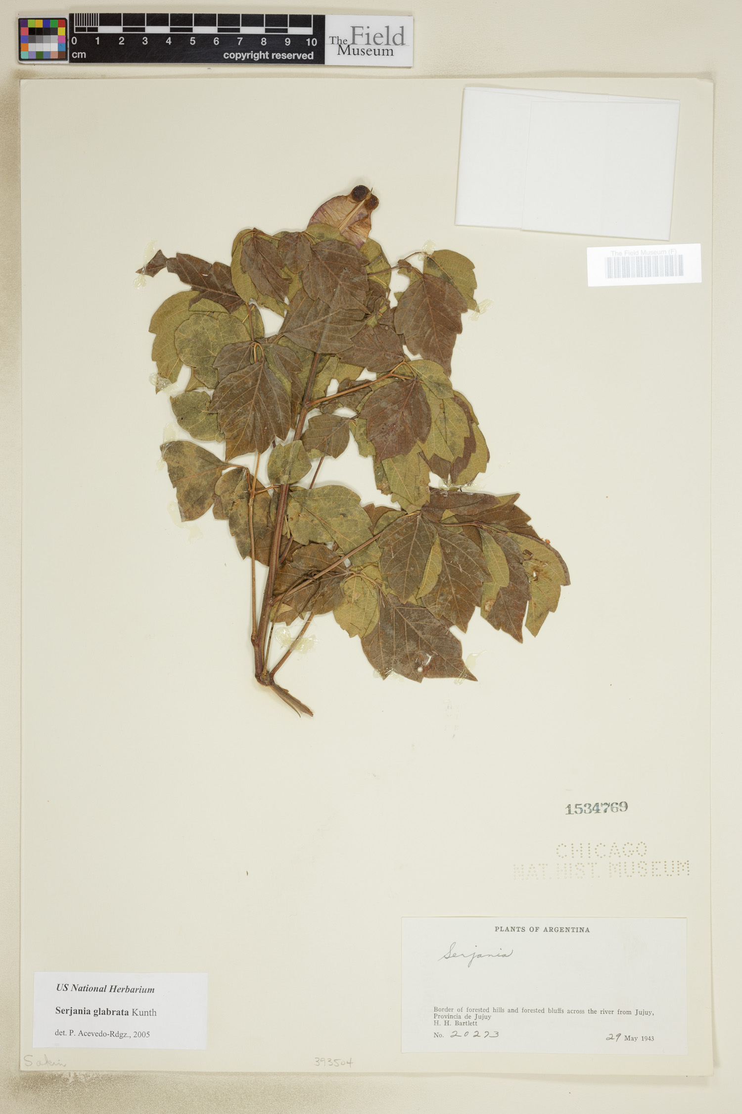 Serjania glabrata image