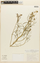 Menonvillea chilensis image