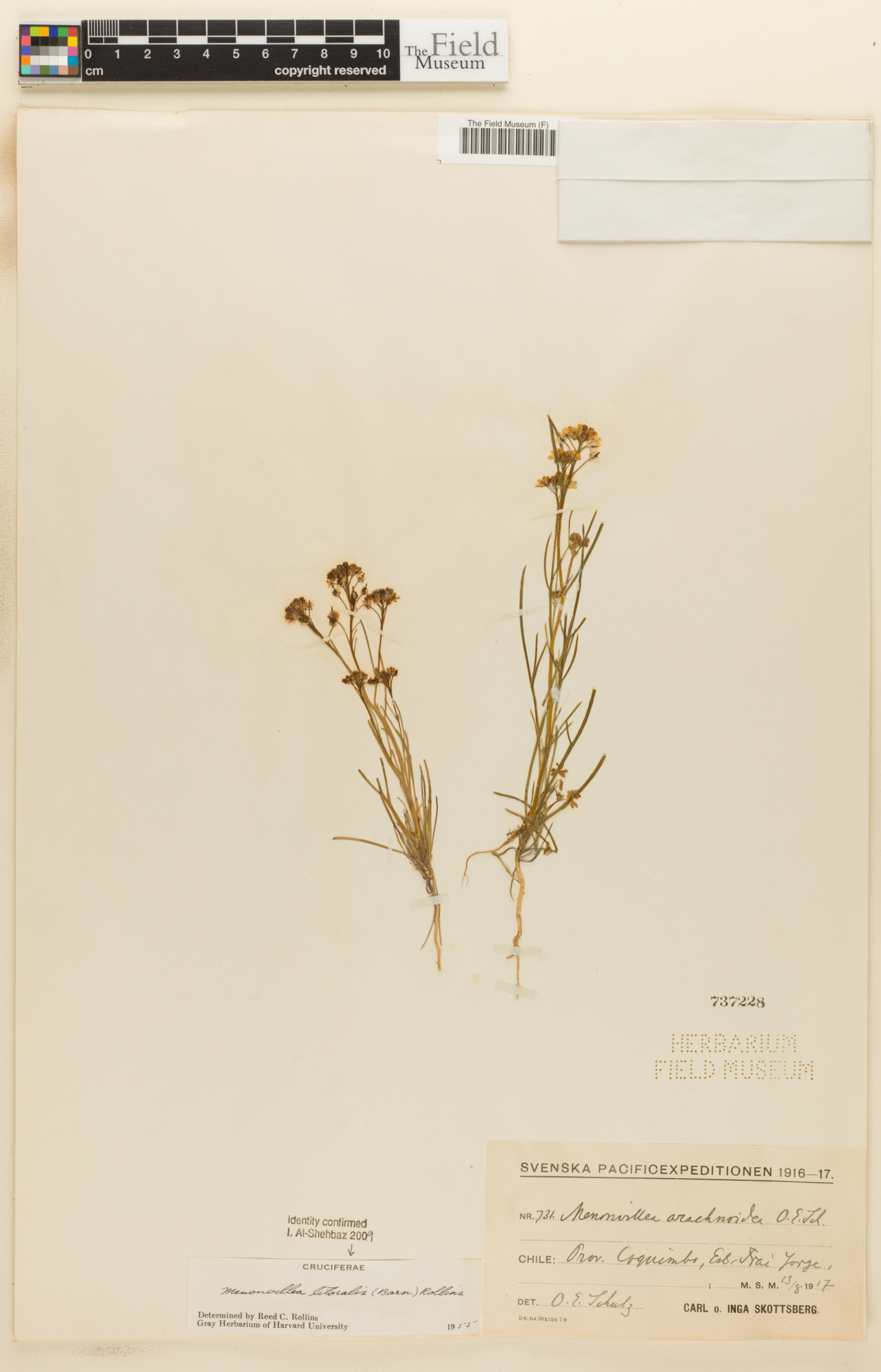 Menonvillea litoralis image