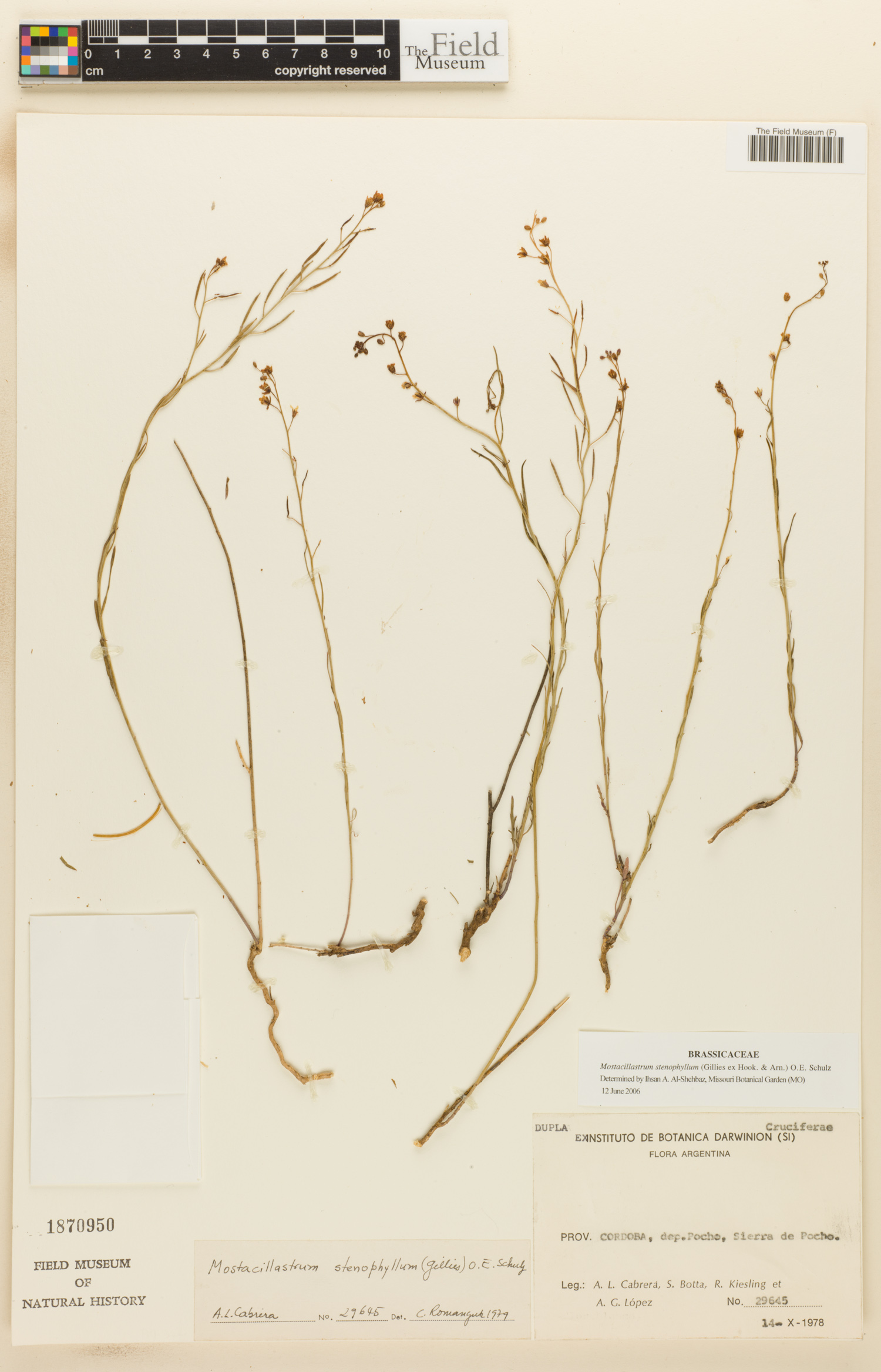 Mostacillastrum stenophyllum image