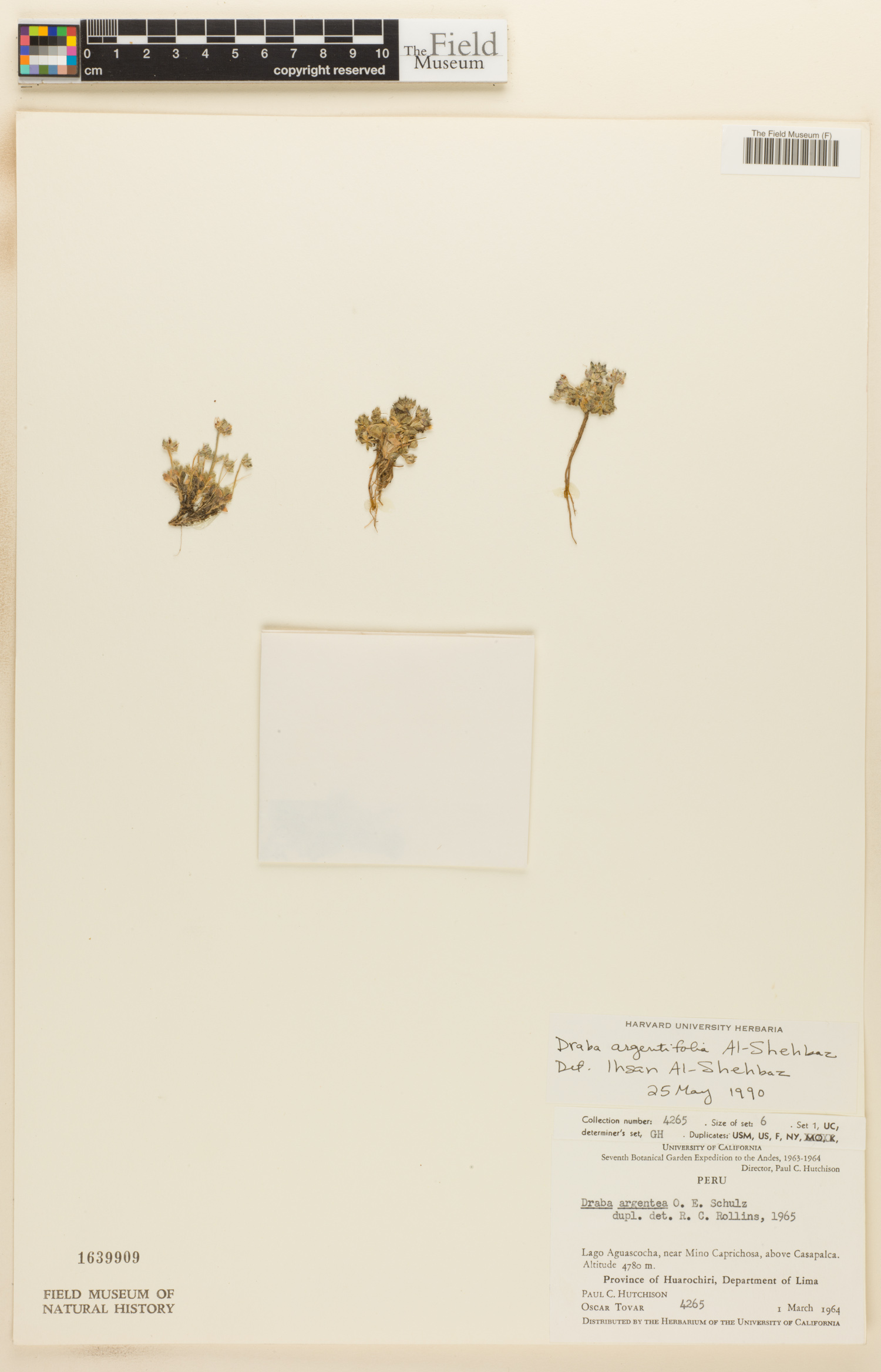 Draba argentifolia image