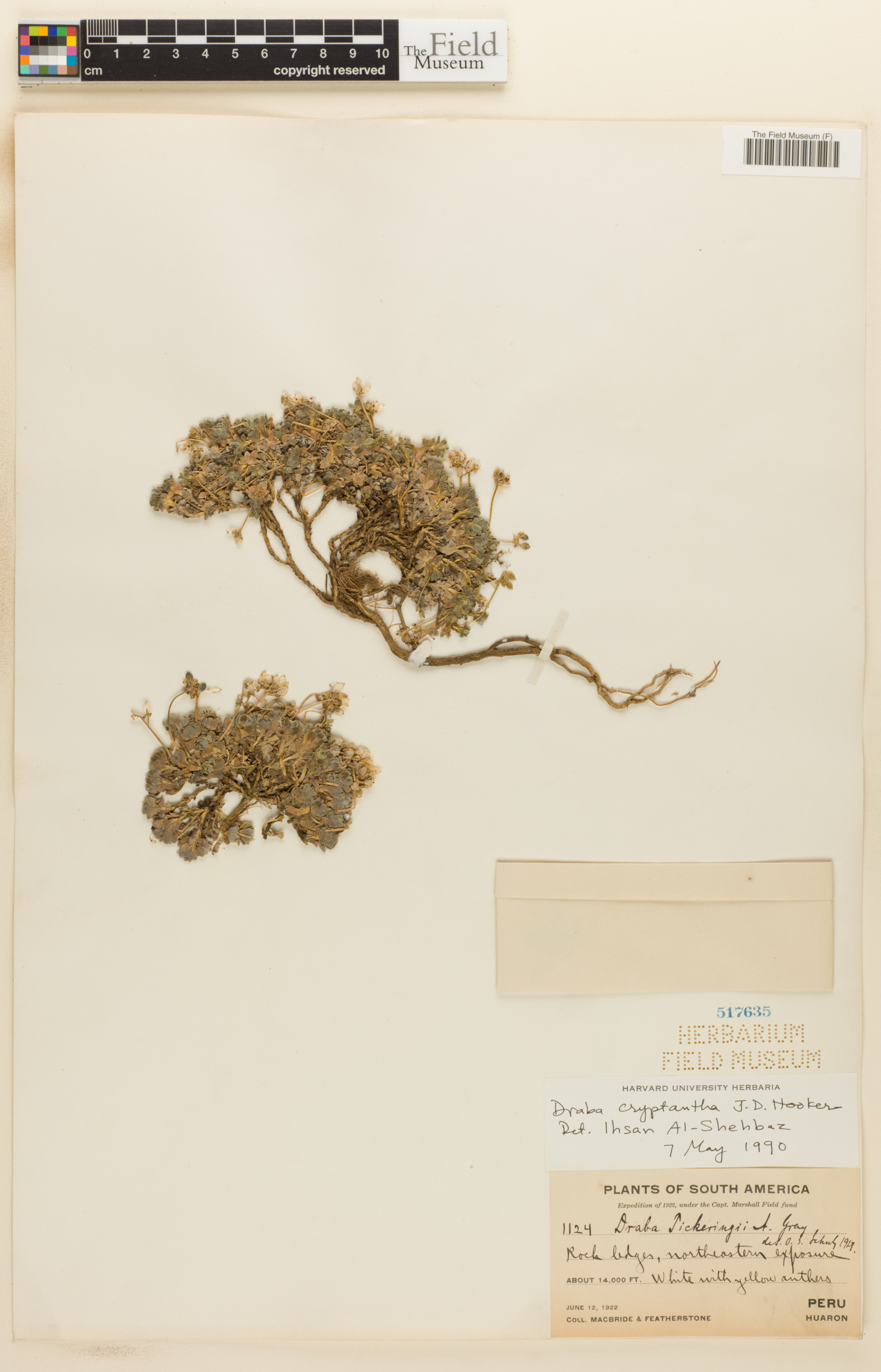Draba cryptantha image