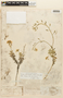 Draba grandiflora image