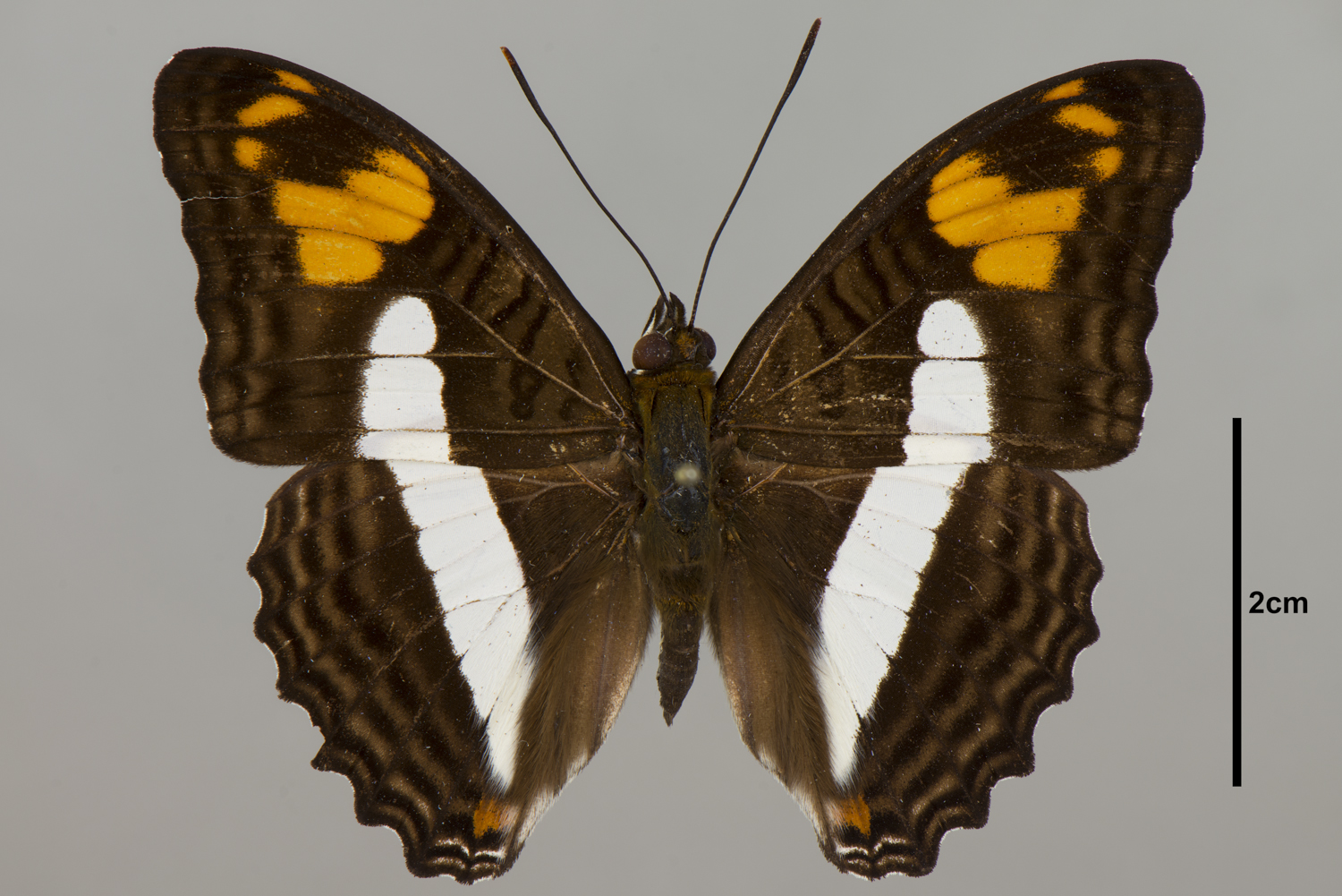 Adelpha erotia thumbnail