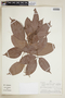 Serjania grandiflora image