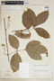 Serjania grandiflora image