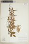 Serjania gracilis image
