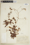 Serjania gracilis image
