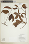 Serjania grandifolia image