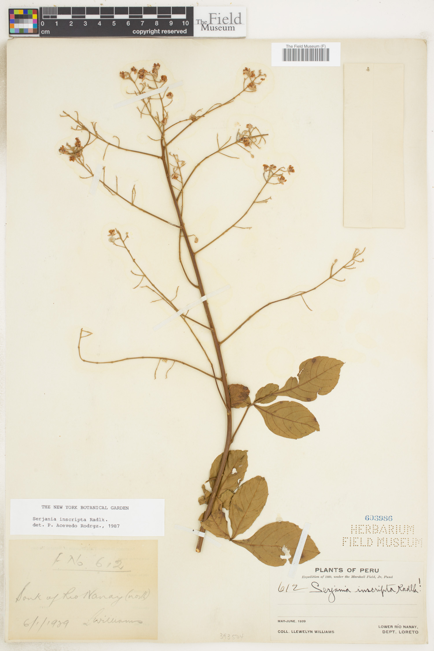 Serjania inscripta image