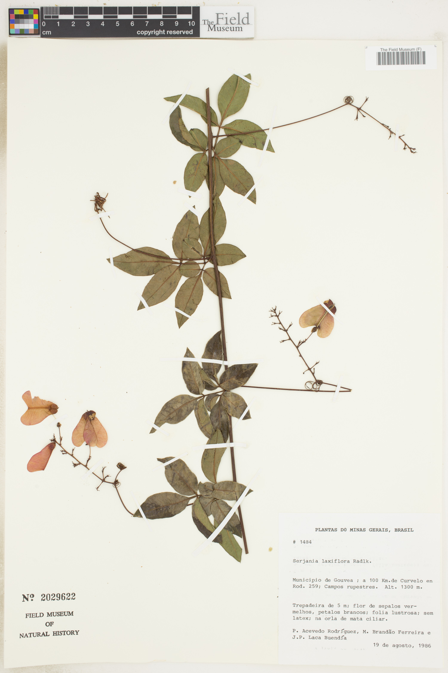 Serjania laxiflora image