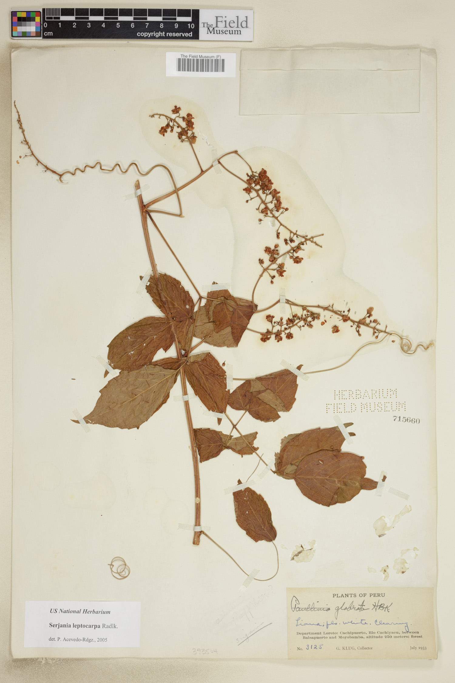 Serjania leptocarpa image