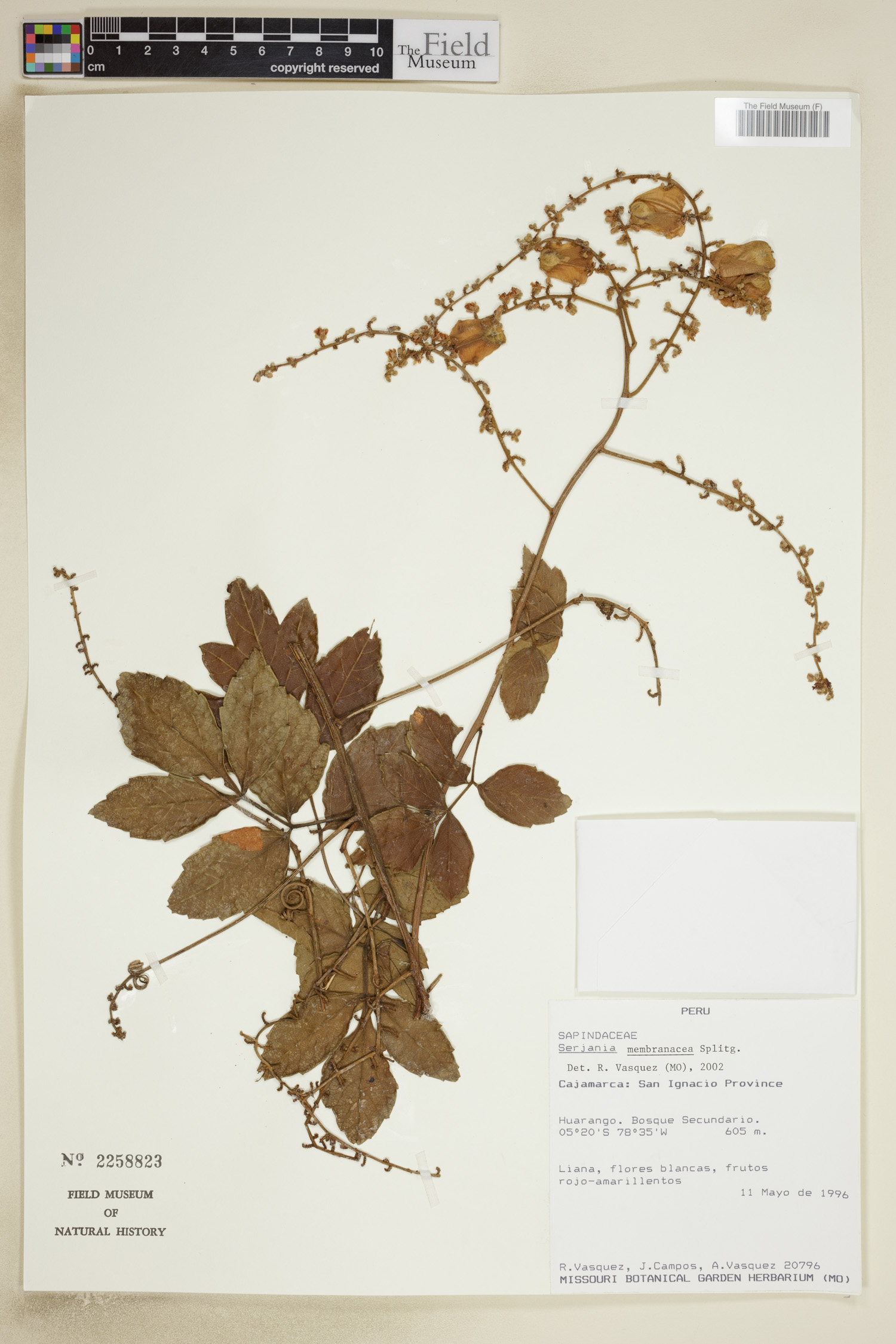 Serjania membranacea image