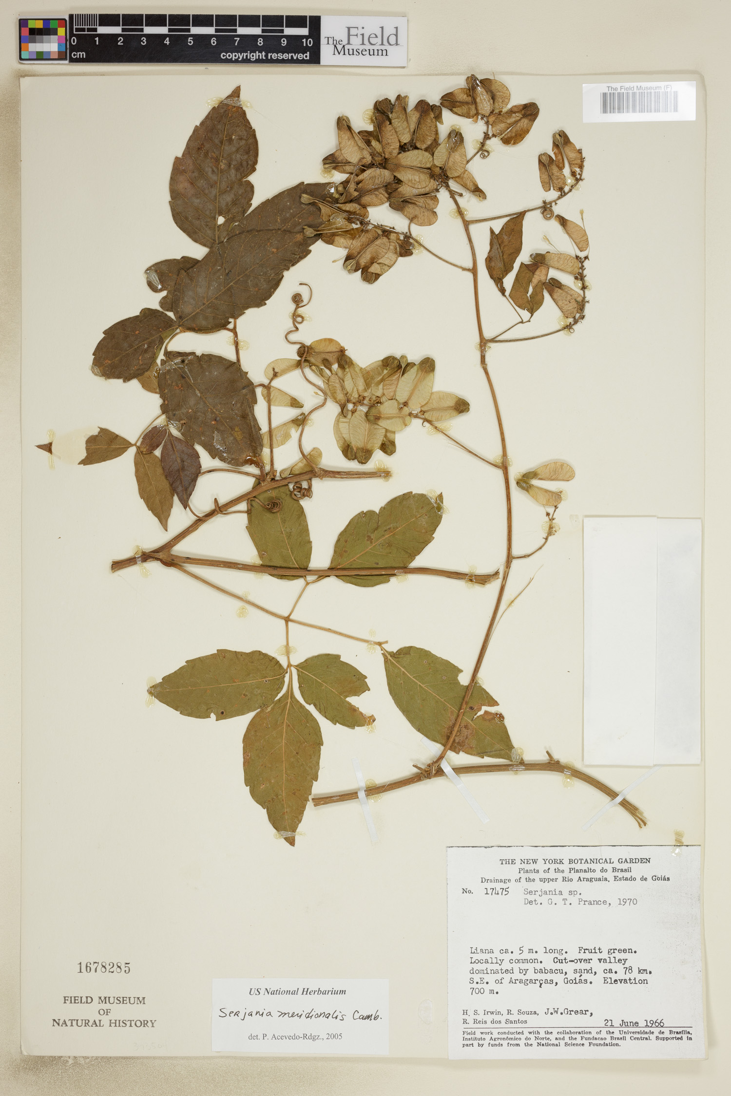 Serjania meridionalis image