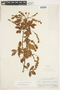 Serjania multiflora image