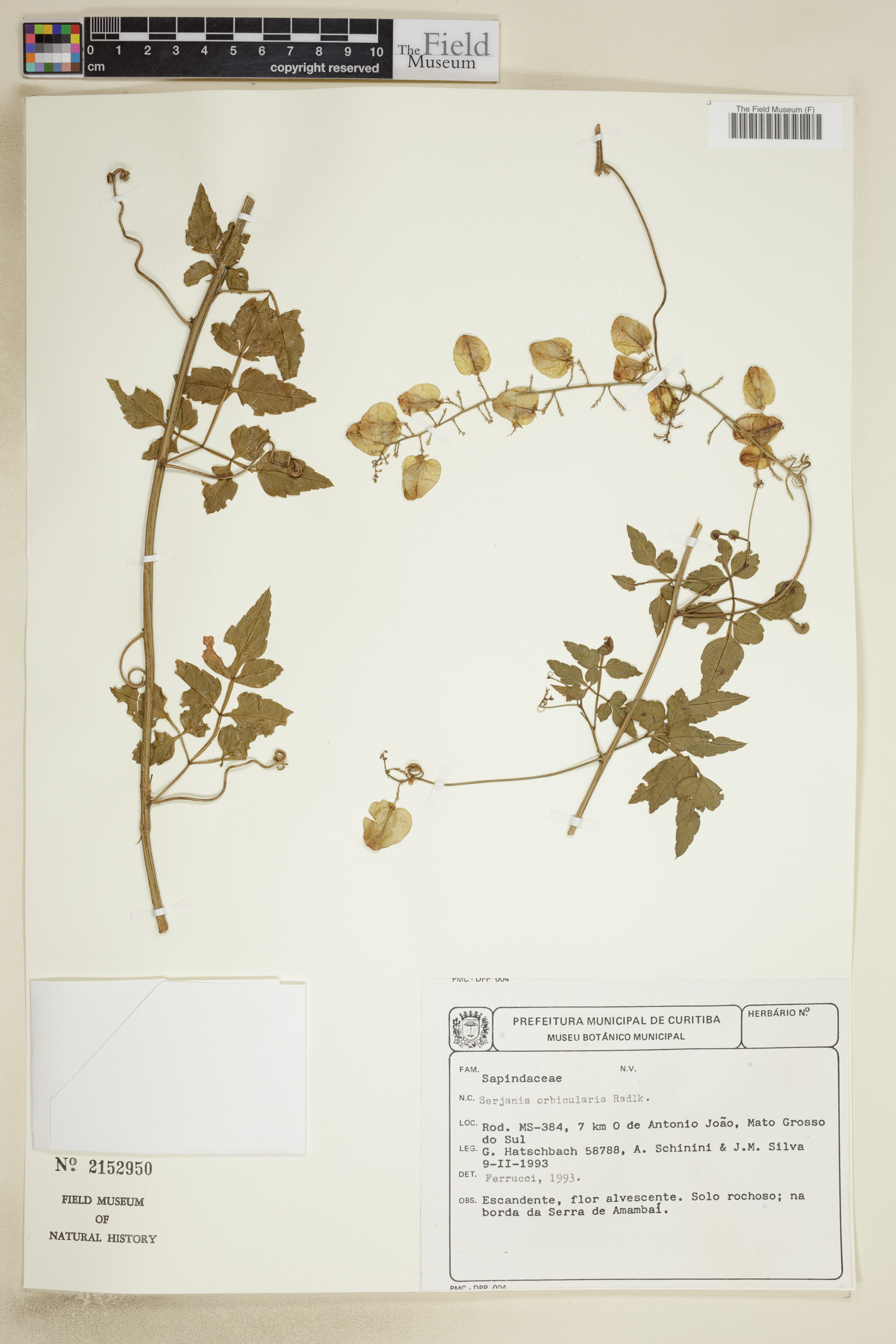 Serjania orbicularis image