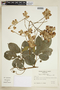 Serjania ovalifolia image