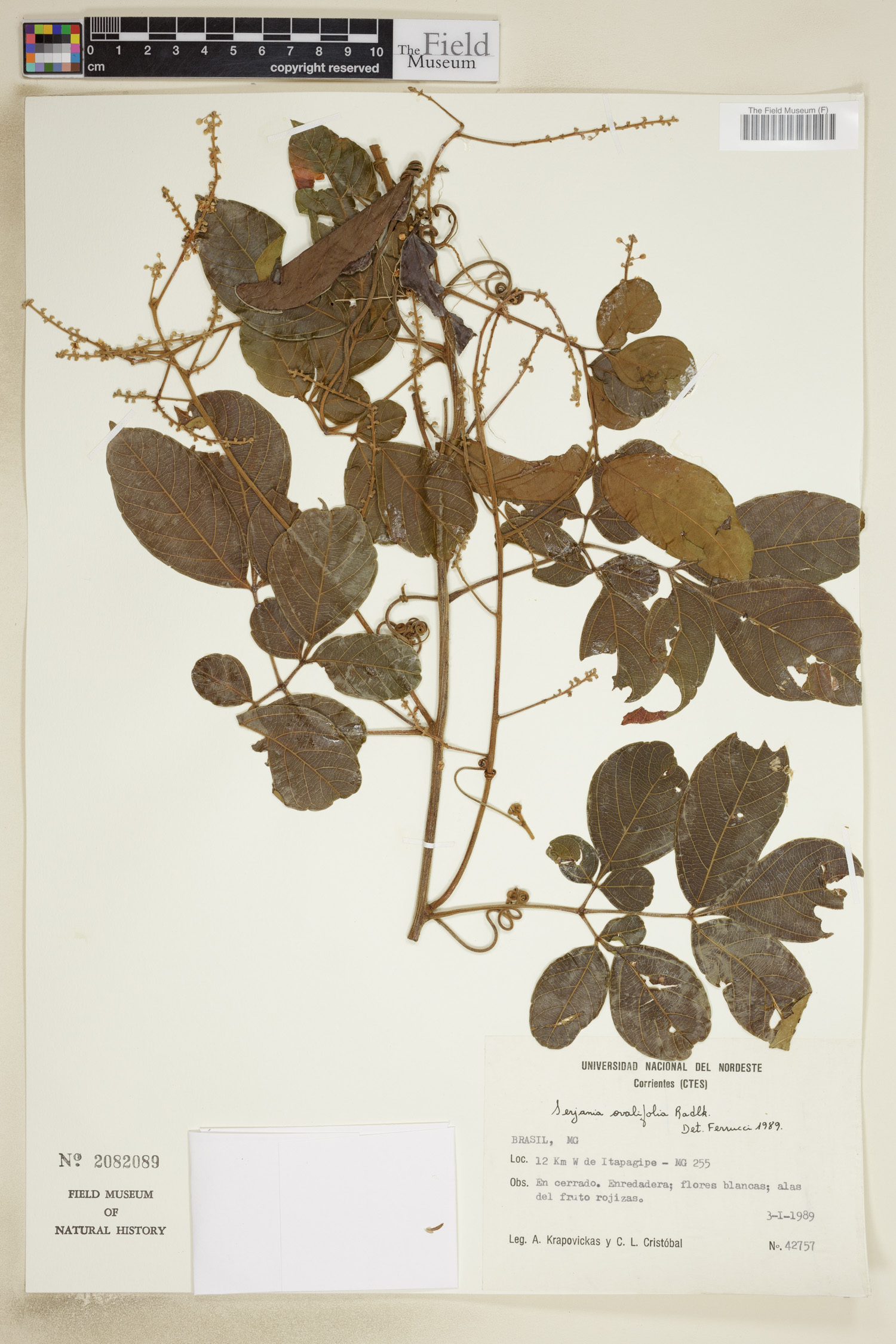 Serjania ovalifolia image