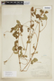 Serjania oxyphylla image