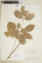 Serjania paniculata image