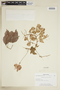 Serjania paniculata image