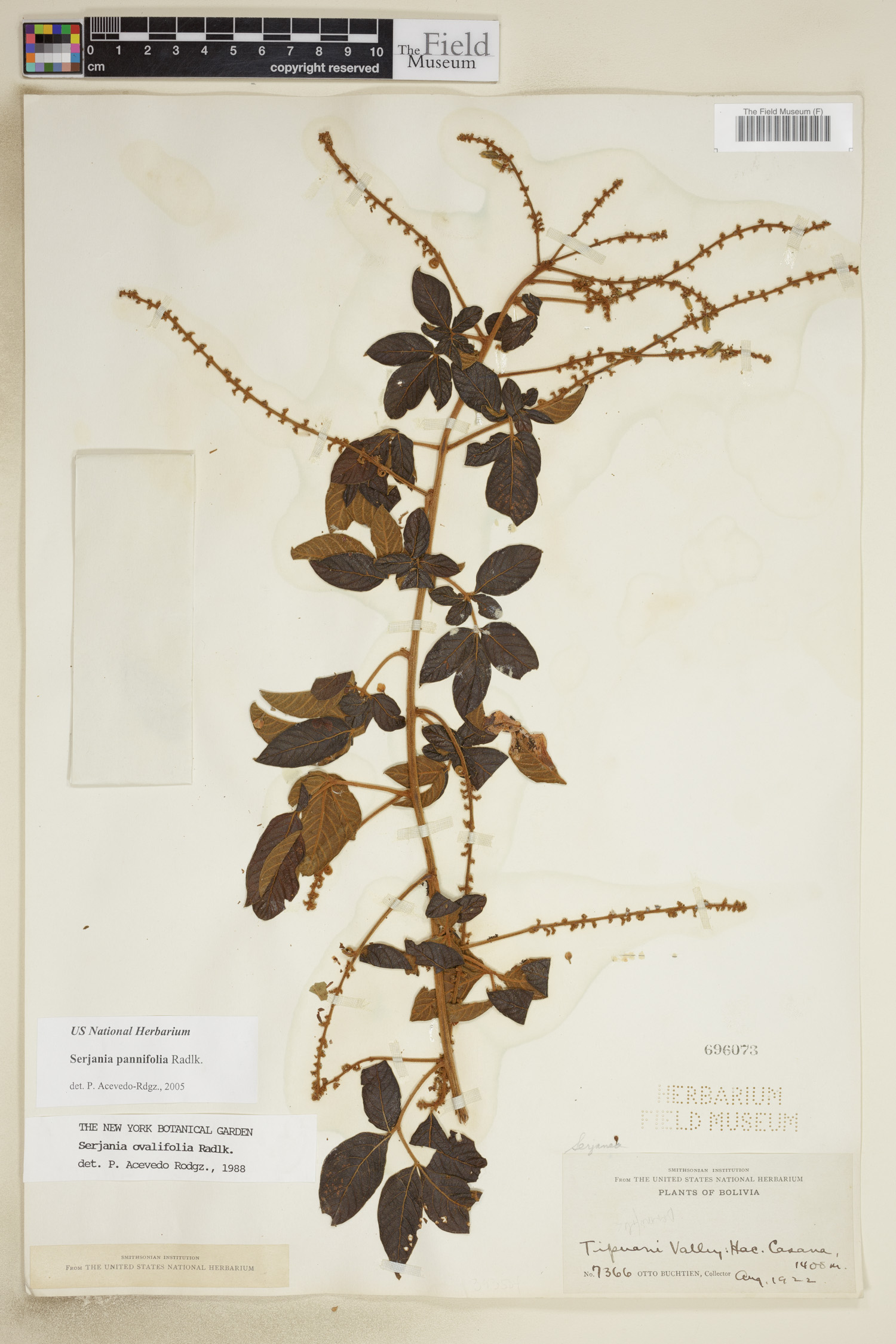 Serjania pannifolia image