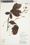 Serjania oblongifolia image