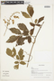 Serjania pannifolia image