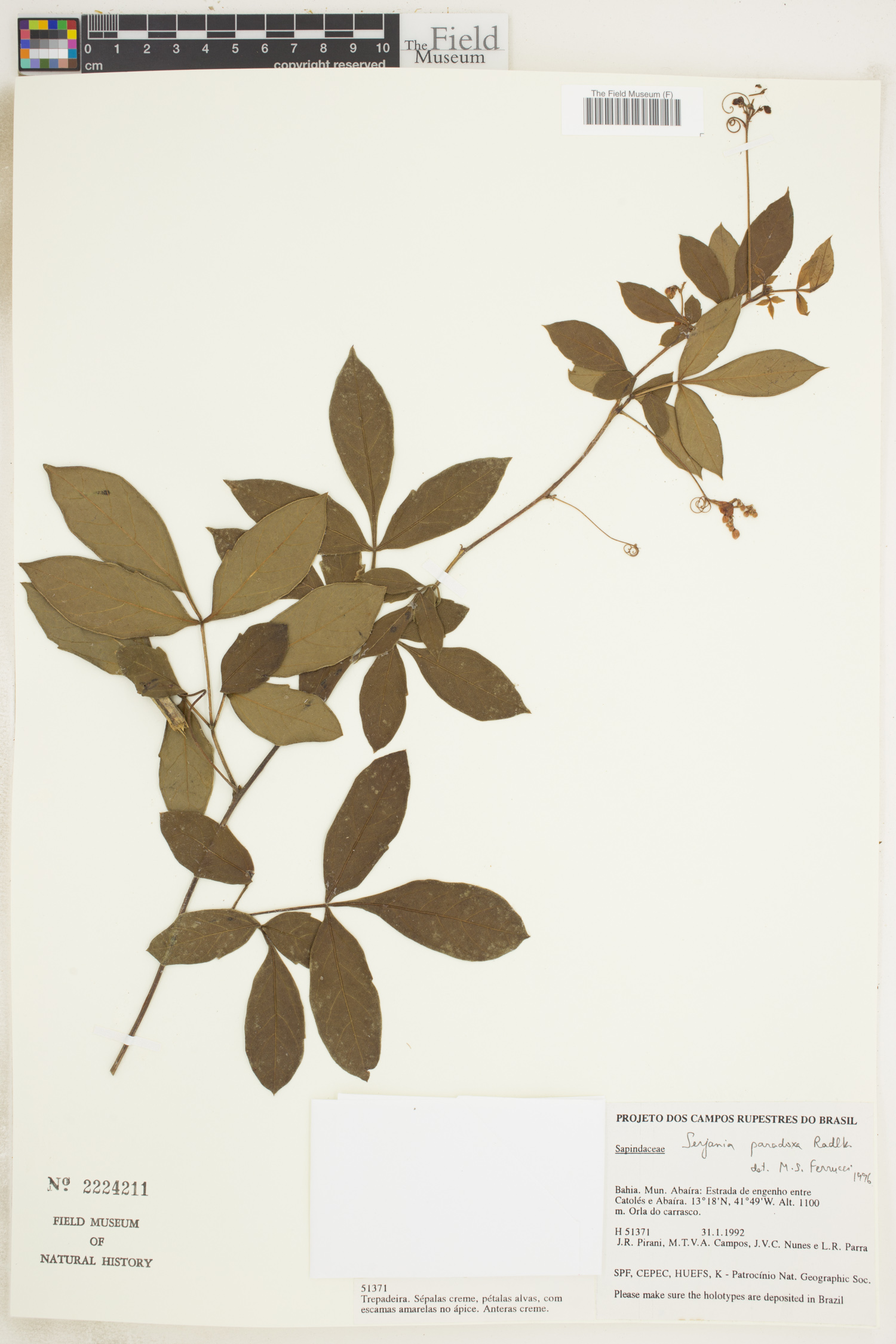 Serjania paradoxa image