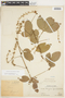 Serjania paucidentata image