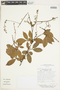 Serjania paucidentata image