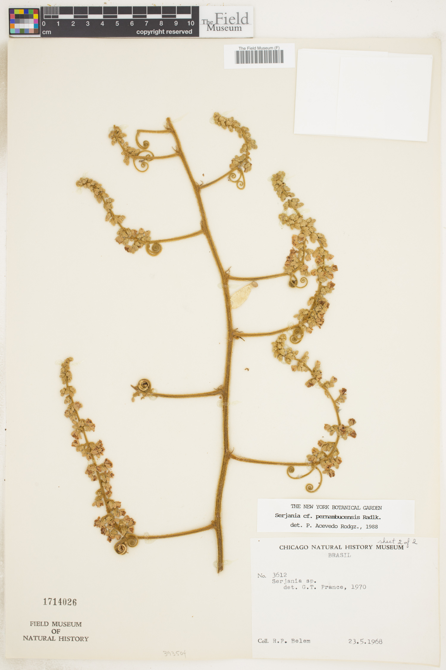 Serjania pernambucensis image