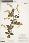 Serjania pinnatifolia image