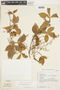 Serjania pinnatifolia image