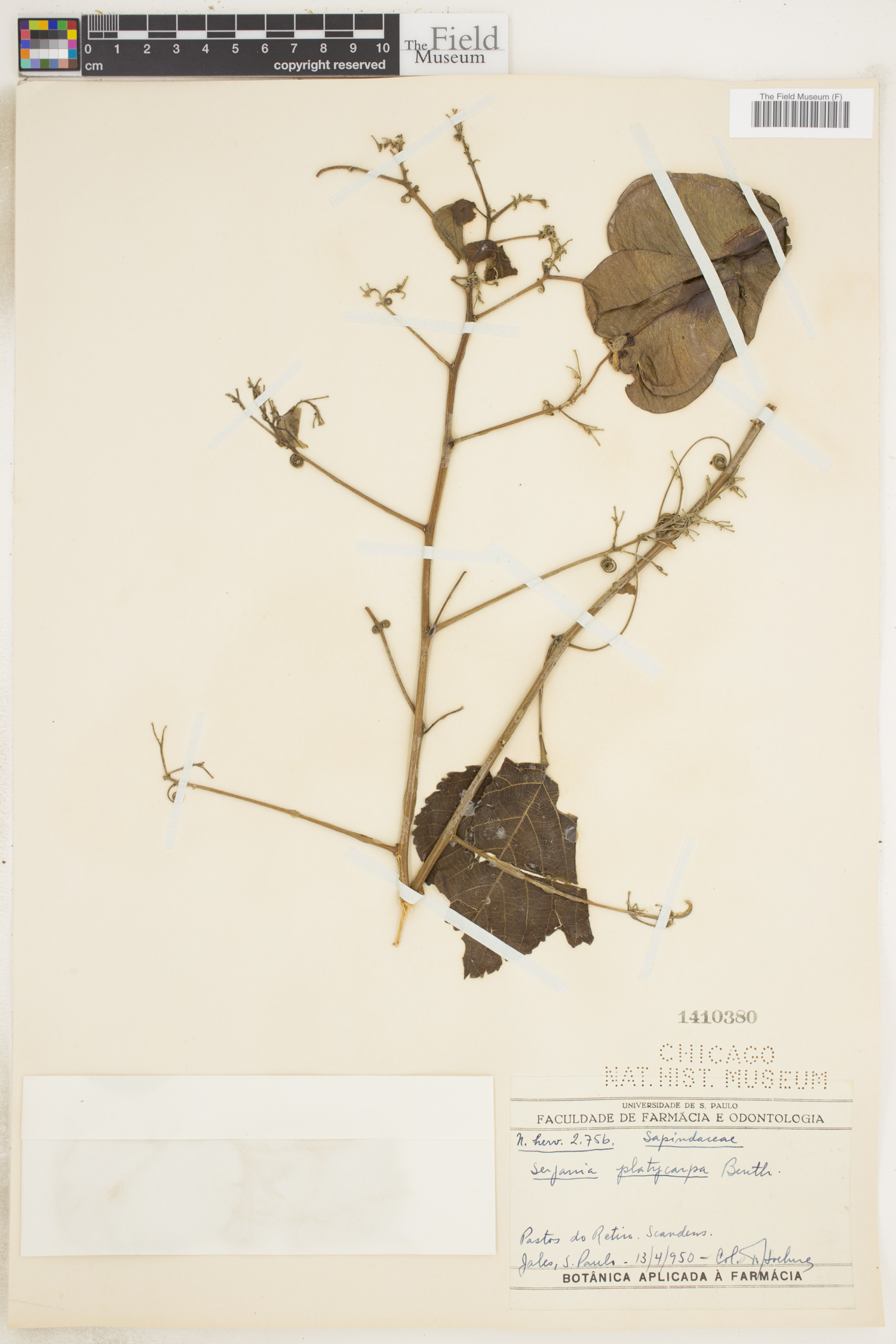 Serjania platycarpa image