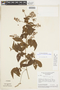 Serjania purpurascens image