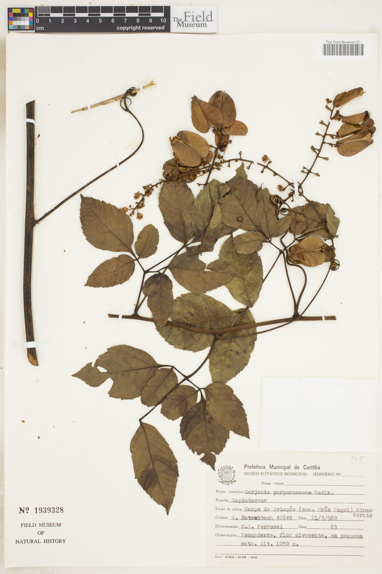 Serjania purpurascens image