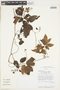 Serjania reticulata image