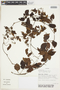 Serjania reticulata image