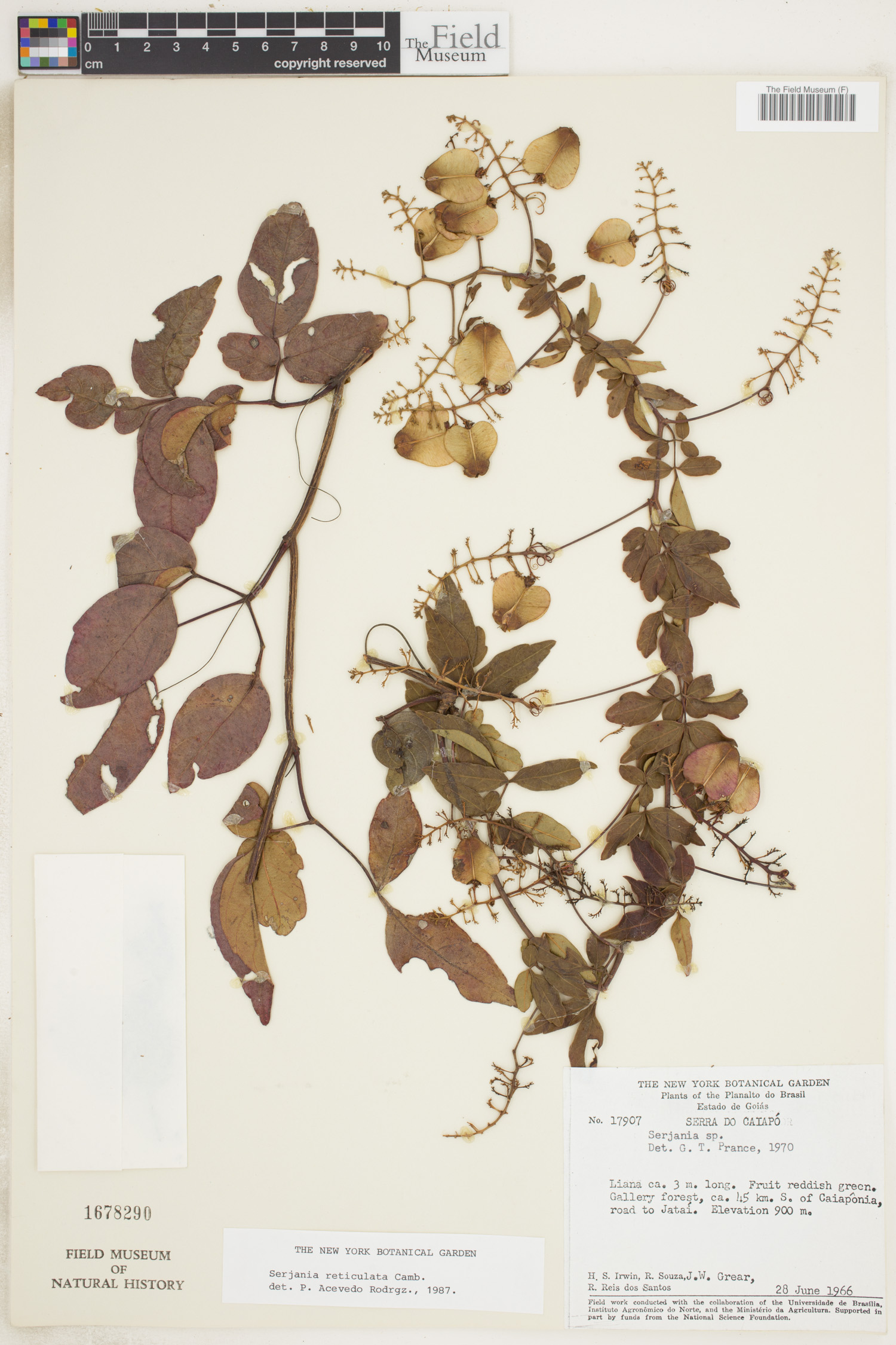 Serjania reticulata image