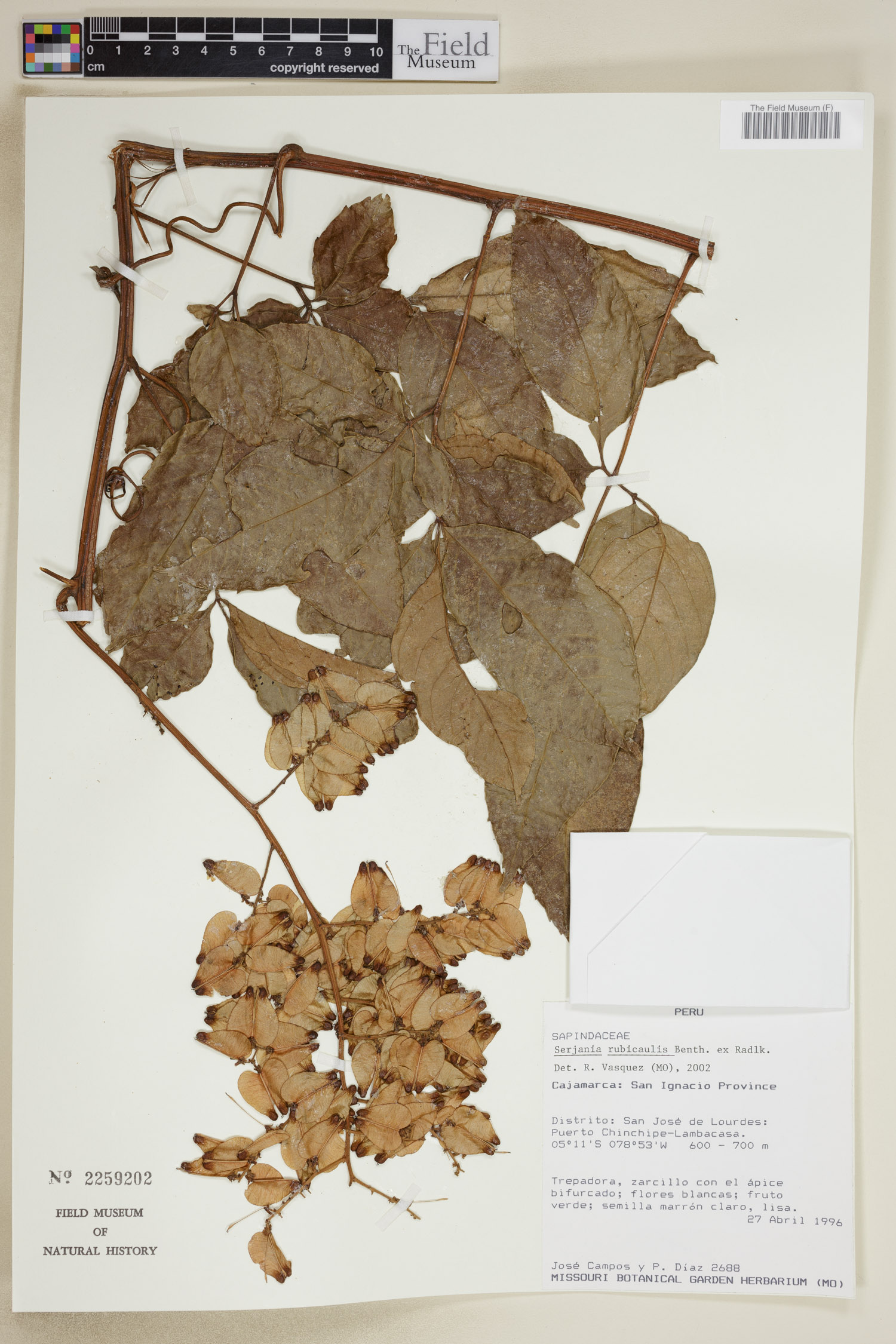 Serjania rubicaulis image