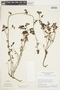 Serjania suborbicularis image