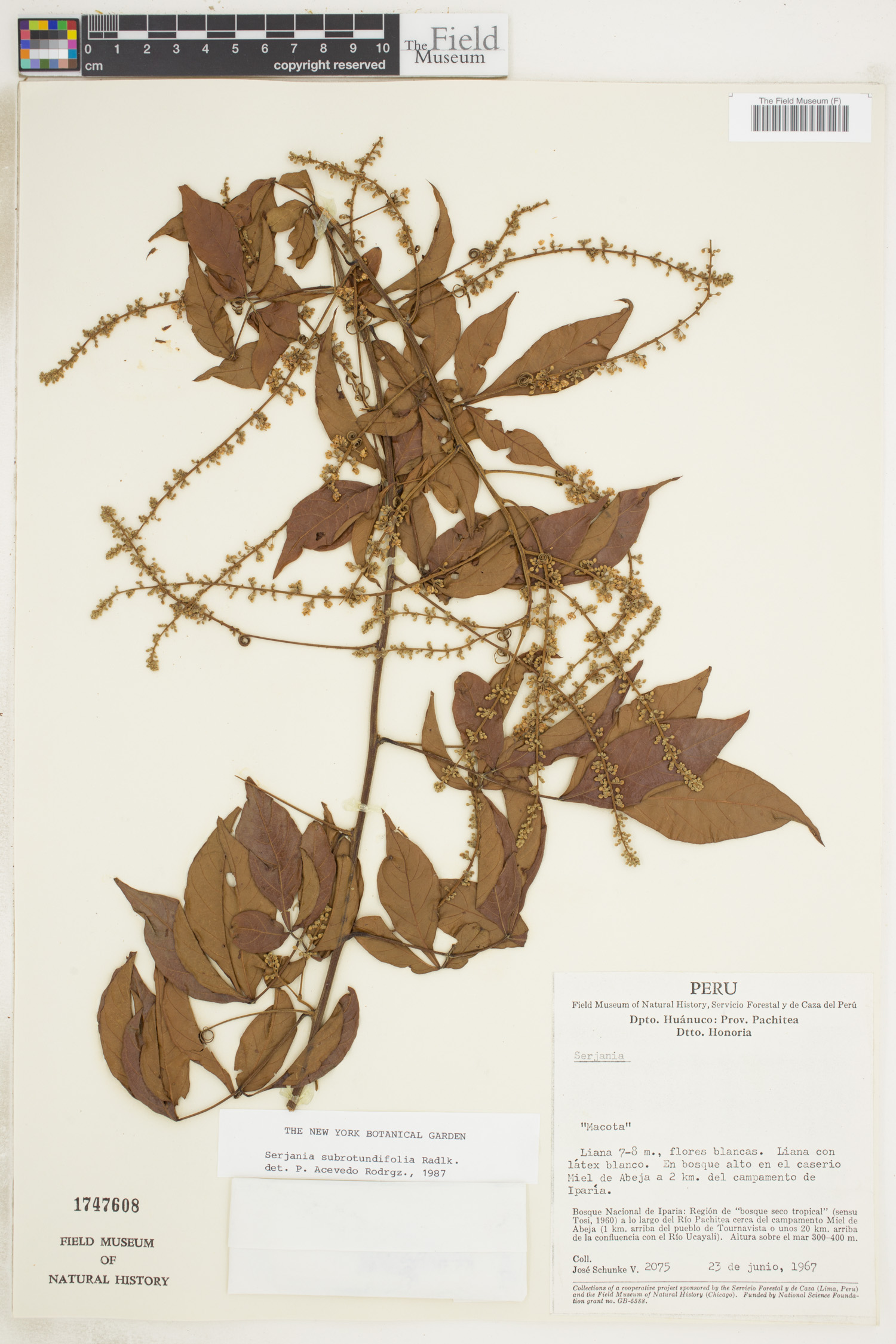 Serjania subrotundifolia image