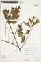 Serjania tenuifolia image