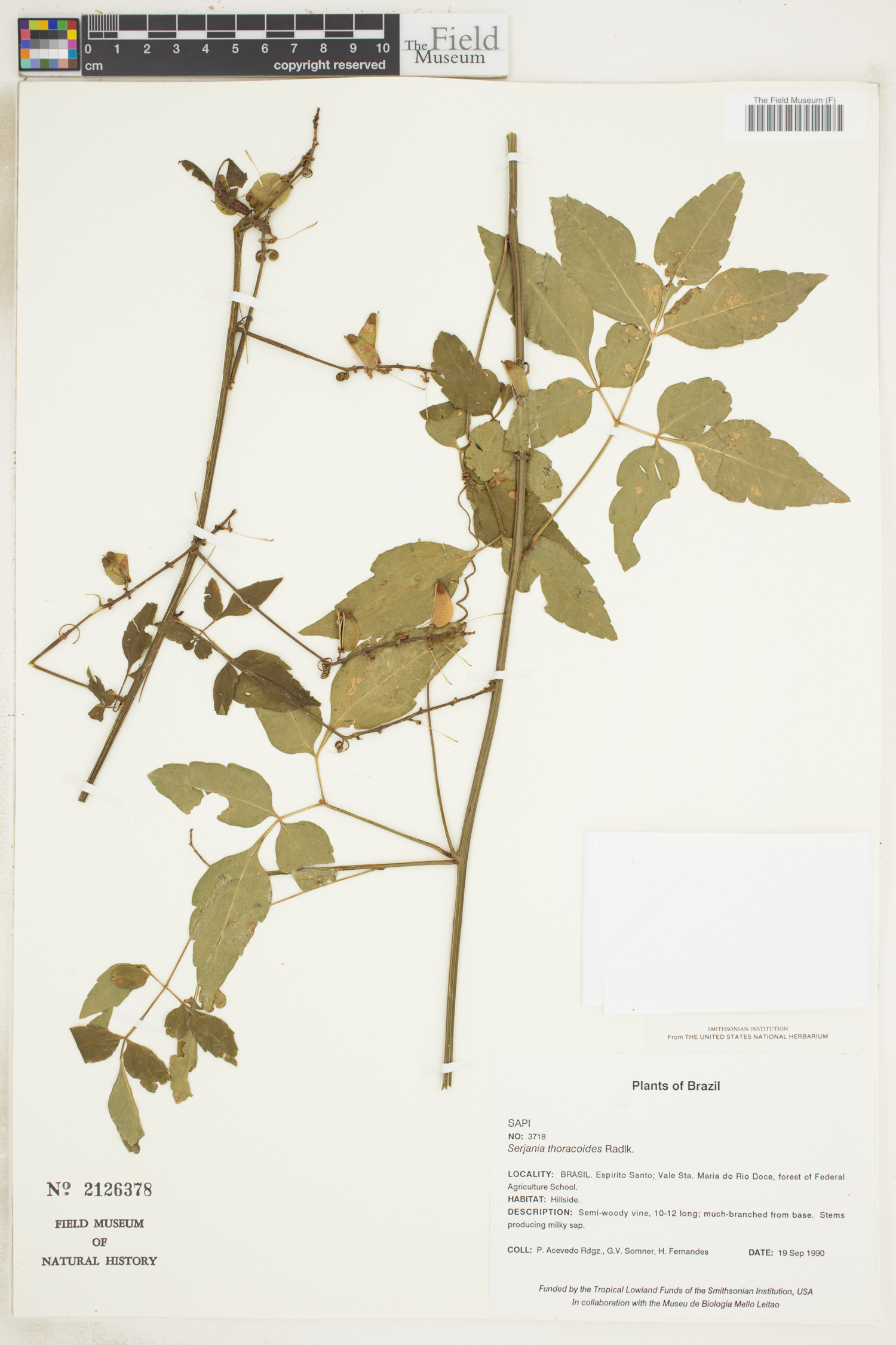 Serjania thoracoides image