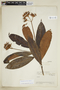 Remijia densiflora image