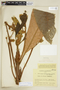 Remijia longifolia image