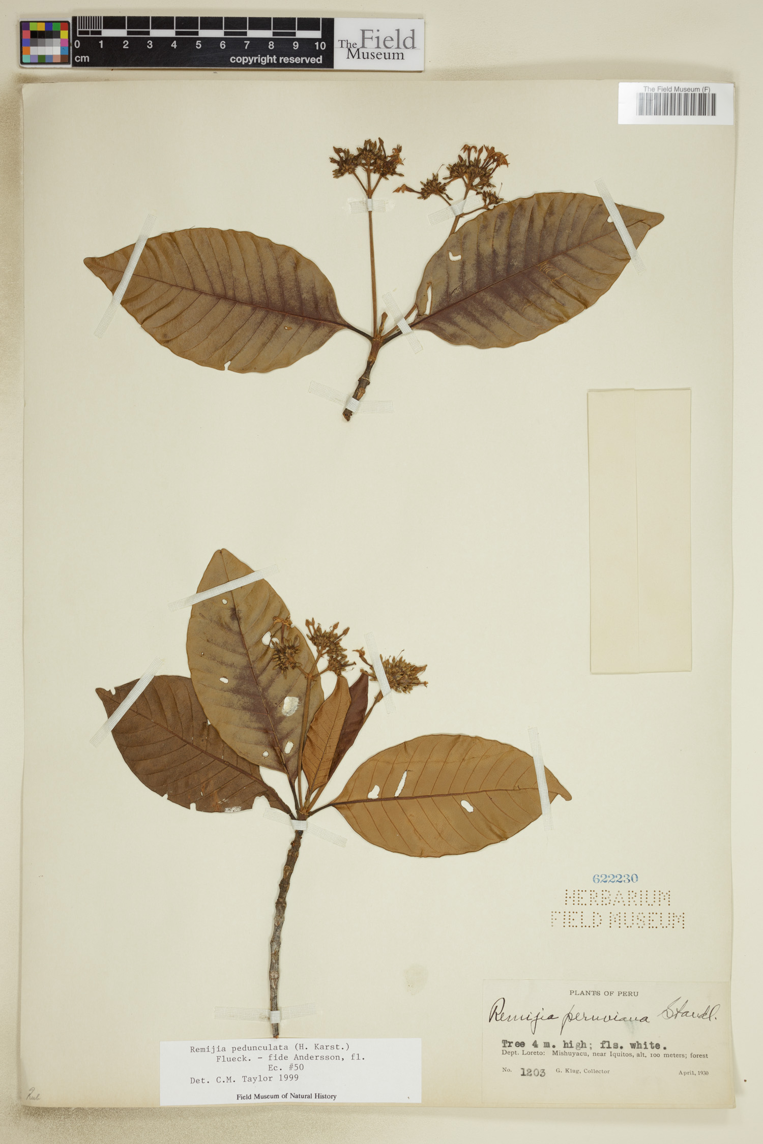 Remijia pedunculata image